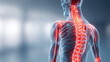 © Navaporn - Human skeleton with focus spine highlighted red, indicating pain or inflammation. This visual representation is often used to depict conditions like tendinitis