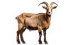 © Zakarya - A  light brown goat, with prominent horns, stands in profile against a plain white backdrop.