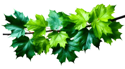 Branch of Lush Green Maple Leaves in Spring Season