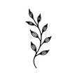 © NelaRov - A detailed black line drawing of a botanical plant branch with elongated leaves, ideal for nature-themed design and decoration projects