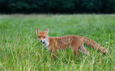 Wall Mural - Close-up of a playful young red fox standing on green grass in a meadow