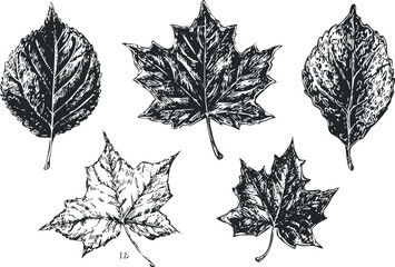 Wall Mural - Collection of five detailed monochrome botanical engravings of various leaf shapes