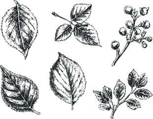 Wall Mural - Detailed Black and White Botanical Illustrations of Leaves and Berries