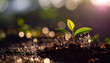 © 0271 - sprout growth