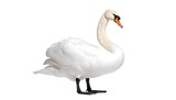 Graceful swan in profile, showcasing its elegant posture against a plain white background.