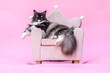 © Annabell Gsödl - Fluffy Ragdoll Maine Coon mix cat on pink chair in studio