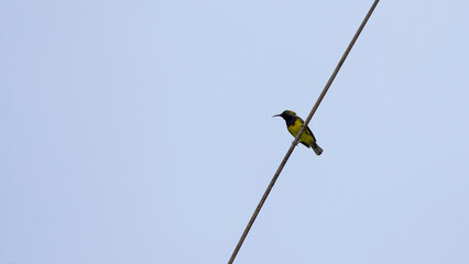 Wall Mural - bird on a branch in the morning, bird in the nature.