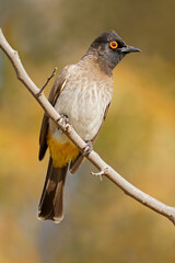 Wall Mural - an african red-eyed bulbul (pycnonotus nigricans) perched on a branch, south africa