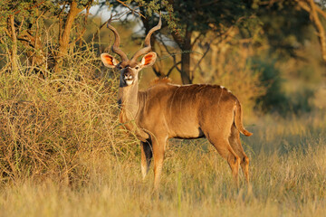 Wall Mural - a male kudu antelope (tragelaphus strepsiceros) standing in natural habitat, mokala national park, s