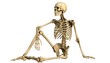 © lambada - A full shot of a human skeleton, seated in a relaxed posture, against a plain white background.