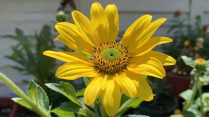 Wall Mural - detailed 4k close up of bright yellow flower blooming a garden surrounded by fresh green leaves radiating vitality freshness springtime charm vibrant natural colors simple yet beautiful botanical