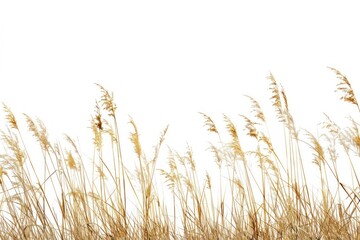 Naklejka na meble Grass outdoors plant tranquility.