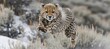 © Philipp - Cheetah sprinting across the open grasslands in pursuit of prey or exploring its habitat