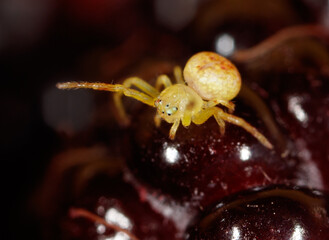 Wall Mural - A spider is sitting on a berry