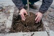 © woters - Placing a young tree with root ball into square pit beside pavement