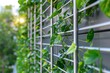 © woters - Green vines climbing trellis on balcony bringing nature into the city