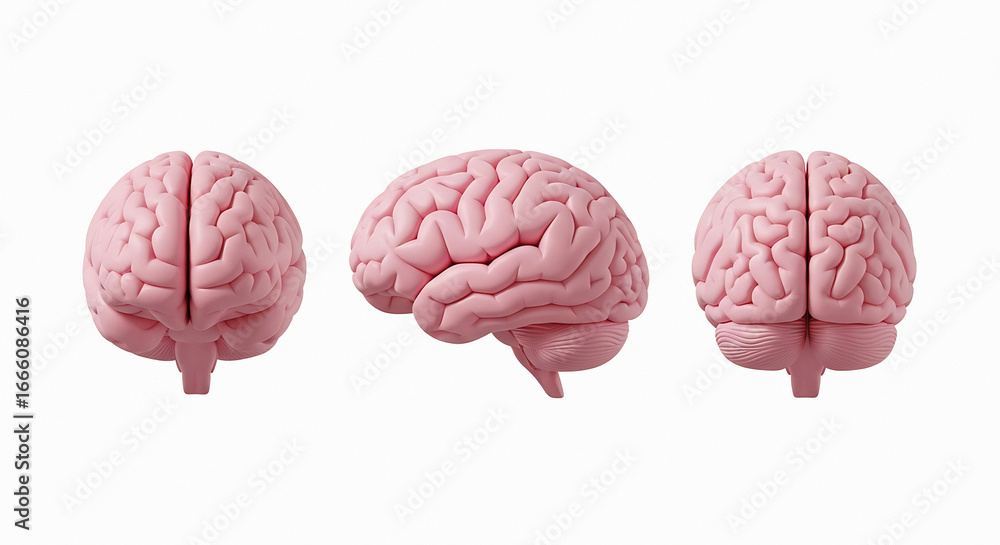 Realistic 3d renderings of human brain anatomy from front side and back ...