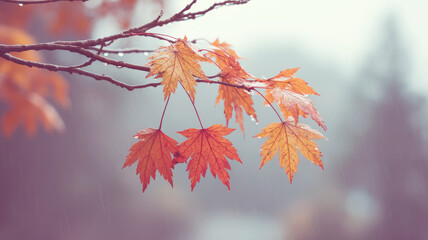 Wall Mural - raindrops falling on vivid orange maple leaves hanging from branch, capturing seasonal tranquility o