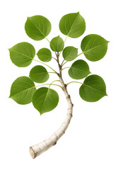Wall Mural - aspen branch with round leaves and smooth, white bark