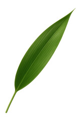 Wall Mural - bamboo leaf with long, narrow shape and smooth texture