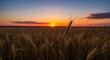 © Alexey - Golden wheat field at sunset with vibrant orange sky. Rural landscape panorama. Agricultural land with ripe cereal crop. Harvest season concept. Nature beauty scenery.