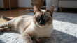 © Big - A Siamese cat with closed eyes, lying on a textured gray carpet in a sunlit room, it woke up, its eyes fighting the sun's rays-topaz-enhance-4x