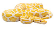 © Leon - Isolated Albino Python Snake