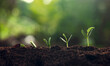 © lovelyday12 - close up of  small plant with four other plants growing in the dirt
