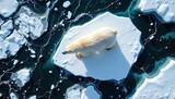 Solitary Polar Bear on Iceberg in Expansive Arctic Ocean Surrounded by Floating Ice