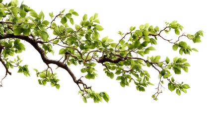 Isolated Tree Branch on White Background for Graphic Design Projects