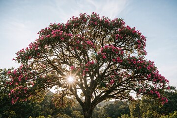 Wall Mural - Abundant pink blossoms of Tabebuia rosea trumpet tree in a tropical setting