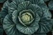 © -Quantum Pixels- - Cabbage is a widely favored vegetable commonly incorporated into many recipes.