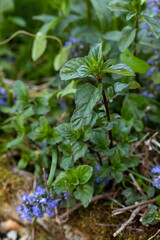 Naklejka na meble Vue rapprochée de feuille de menthe bergamote a l'ombre. Plante rustique, vivace et mellifère. France