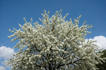 Canvas Print - a summer tree covered in white blossoms