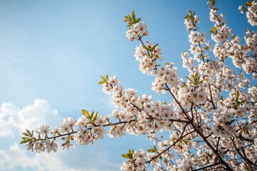 Canvas Print - white and pink almond flowers bloom under a springtime sky.