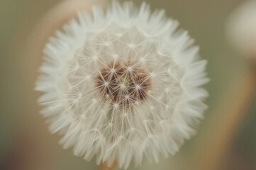 Canvas Print - close-up of dandelion seeds with a soft vintage effect