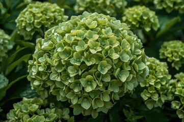 Canvas Print - cluster of lush green hydrangea macrophylla blossoms. floral design. asian-inspired bloom
