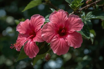 Canvas Print - a cluster of vibrant pink hibiscus blossoms