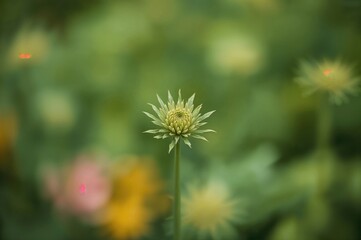 Canvas Print - detailed view of a leafy garden specimen with vibrant green hues and soft blurred backdrop