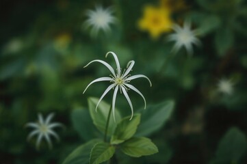 Canvas Print - blurred artistic backdrop featuring a delicate white cleome spinosa flower in a garden setting