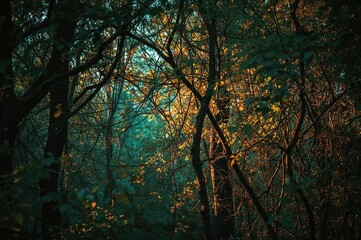 Wall Mural - tones found in woodland