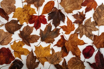 Wall Mural - assortment of dried foliage on a plain white backdrop