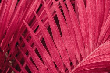 Wall Mural - macro shot of vibrant pink cordyline leaves showcasing exotic foliage with a natural abstract backgr