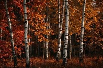 Wall Mural - artistic capture of defocused birch trunks amidst glowing fall hues, showcasing abstract textures in