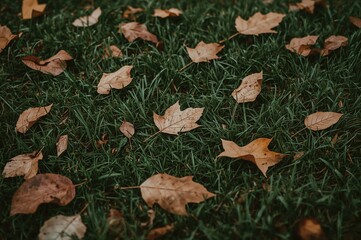 Wall Mural - detailed view of dried leaves scattered on vibrant grass - fall setting