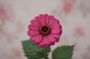 Wall Mural - Close-up of a vibrant double-layered pink Zinnia bloom