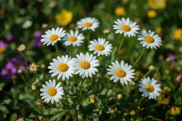 Wall Mural - Close-up shot of blooming white daisies outdoors. Premium resolution image