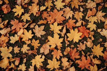 Wall Mural - vibrant autumn maple leaves scattered on the earth