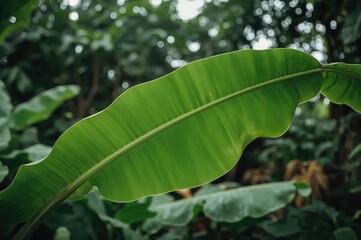 Wall Mural - detailed view of a vibrant green leaf against a soft-focused natural backdrop, symbolizing garden ec