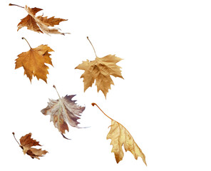Wall Mural - leaf of plane tree isolated for background